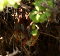Masaï Mara : yellow-winged bats