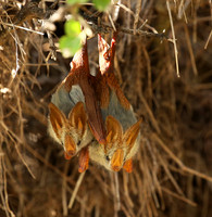 Masaï Mara : yellow-winged bats