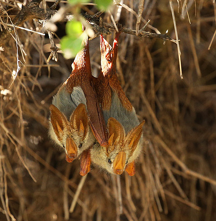 Masaï Mara : yellow-winged bats