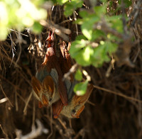 Masaï Mara : yellow-winged bats