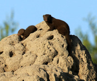 Dwarf mongooses - Londolozi Game Reserve
