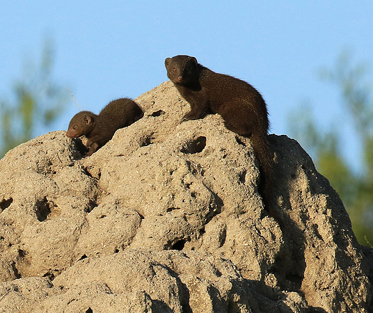 Dwarf mongooses - Londolozi Game Reserve