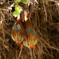 Masaï Mara : yellow-winged bats