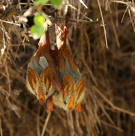 Masaï Mara : yellow-winged bats