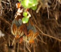 Masaï Mara : yellow-winged bats