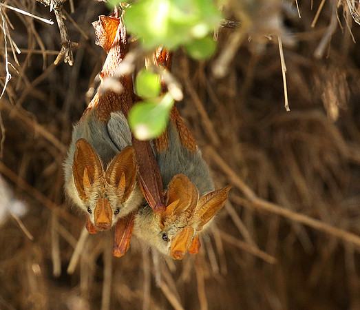 Masaï Mara : yellow-winged bats