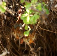 Masaï Mara : yellow-winged bats