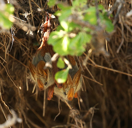 Masaï Mara : yellow-winged bats
