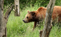 Parc animalier de Ste Croix