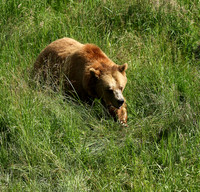 Parc animalier de Ste Croix