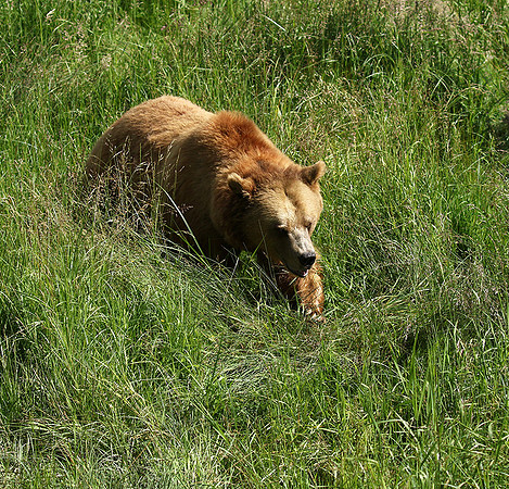 Parc animalier de Ste Croix
