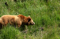 Parc animalier de Ste Croix