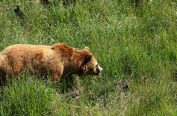 Parc animalier de Ste Croix