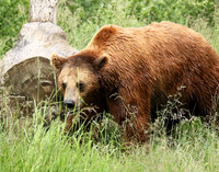 Parc animalier de Ste Croix