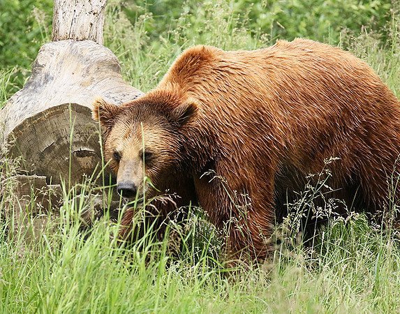 Parc animalier de Ste Croix