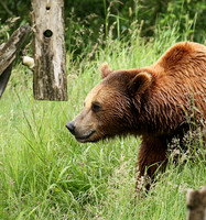 Parc animalier de Ste Croix