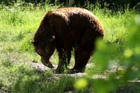 Parc animalier de Ste Croix