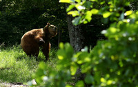 Parc animalier de Ste Croix