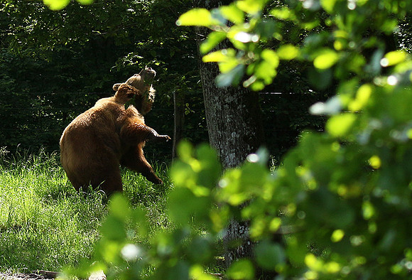 Parc animalier de Ste Croix