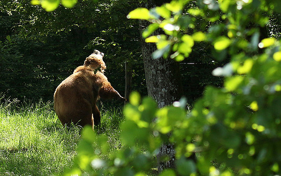 Parc animalier de Ste Croix