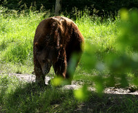 Parc animalier de Ste Croix