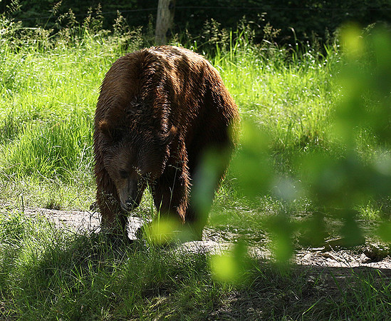 Parc animalier de Ste Croix