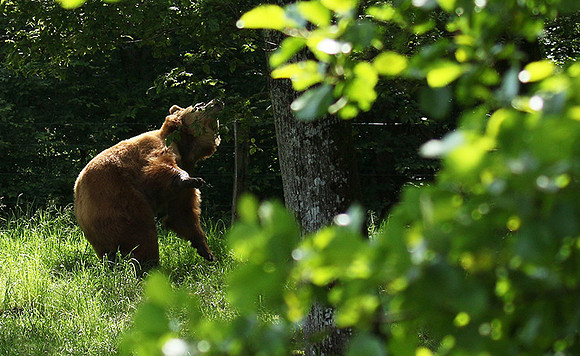 Parc animalier de Ste Croix