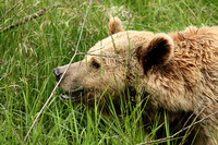 Parc animalier de Ste Croix