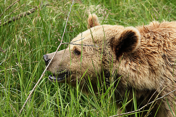 Parc animalier de Ste Croix