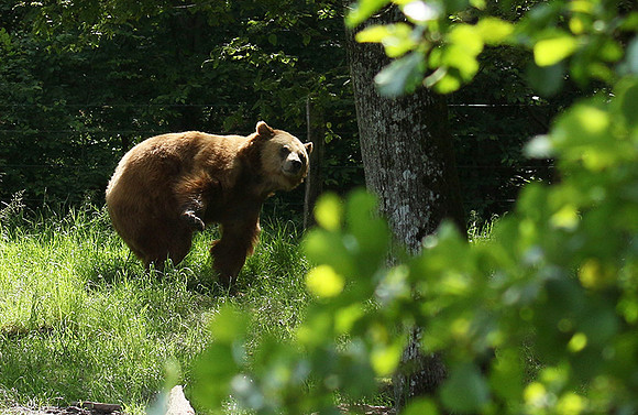 Parc animalier de Ste Croix