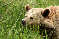 Parc animalier de Ste Croix