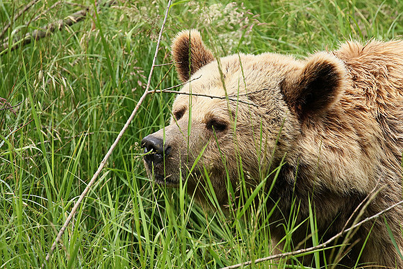 Parc animalier de Ste Croix