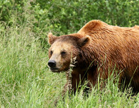 Parc animalier de Ste Croix