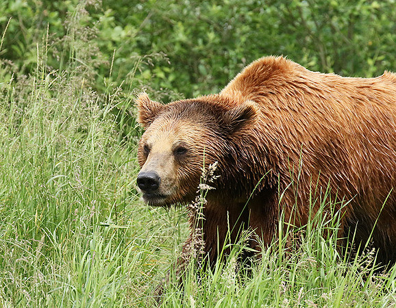 Parc animalier de Ste Croix