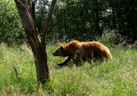 Parc animalier de Ste Croix