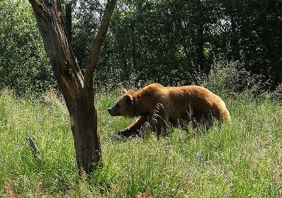 Parc animalier de Ste Croix
