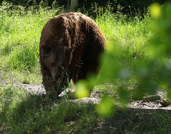 Parc animalier de Ste Croix