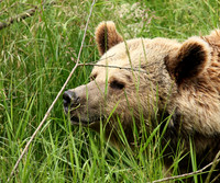 Parc animalier de Ste Croix