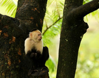 White-faced capuchin