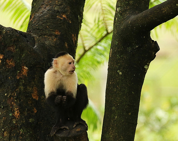 White-faced capuchin
