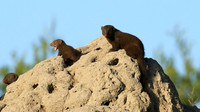 Dwarf mongooses - Londolozi Game Reserve