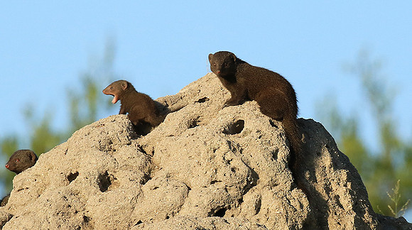 Dwarf mongooses - Londolozi Game Reserve