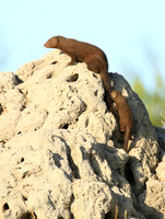 Dwarf mongooses - Londolozi Game Reserve