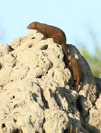 Dwarf mongooses - Londolozi Game Reserve