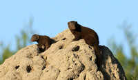 Dwarf mongooses - Londolozi Game Reserve