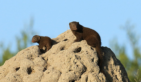Dwarf mongooses - Londolozi Game Reserve