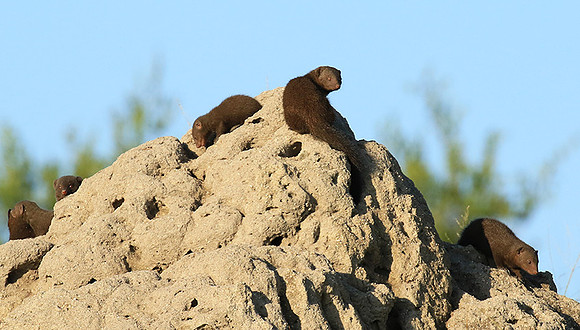 Dwarf mongooses - Londolozi Game Reserve