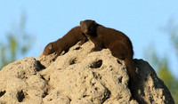 Dwarf mongooses - Londolozi Game Reserve