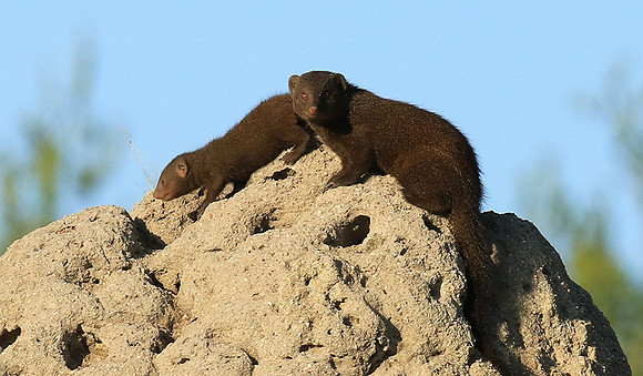 Dwarf mongooses - Londolozi Game Reserve
