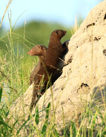 Dwarf mongooses - Londolozi Game Reserve